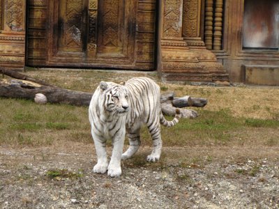 whitetiger6.jpg