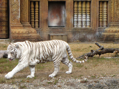 whitetiger8.jpg