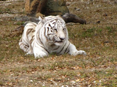 whitetiger9.jpg