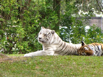 whitetigerandother.jpg