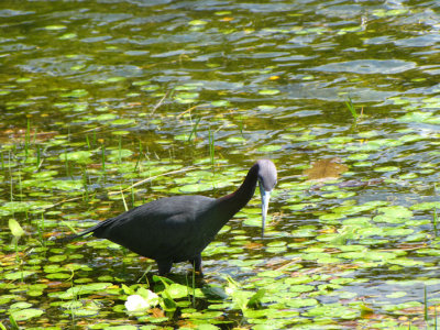 Heron2