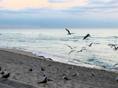 sea_gulls