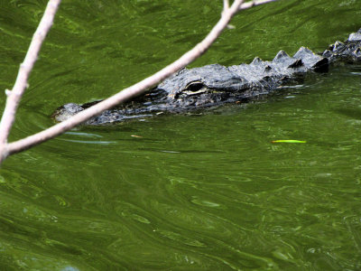 alligatormanualhalf.jpg