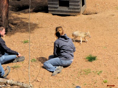 wolf_and_fox_rescue_sanctuary