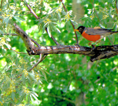 Robin cropped