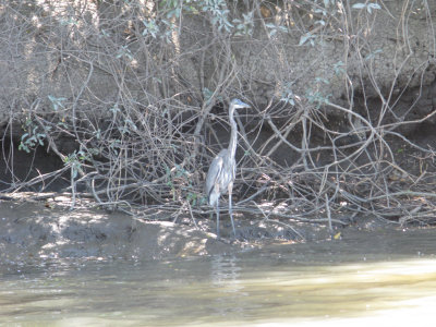 blueheron2mar.jpg