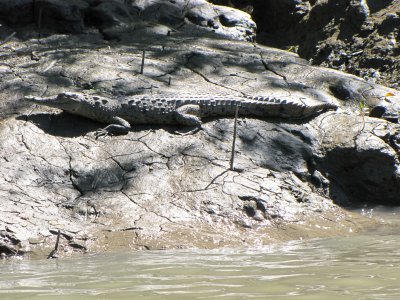crocodile3bev.jpg
