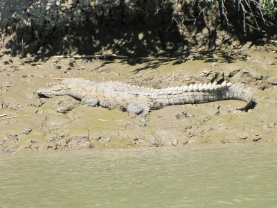 crocodilebev.jpg