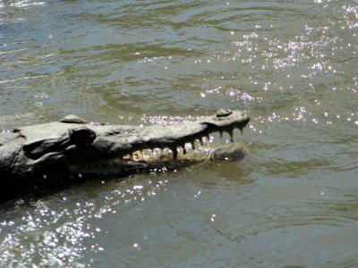 crocodileiheadmar.jpg