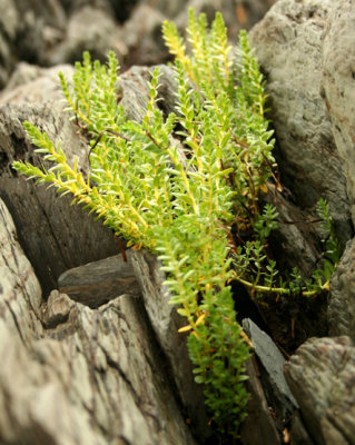 Plantes / Plants