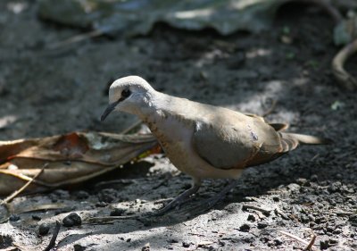 IMG_0312.dove12.12.jpg