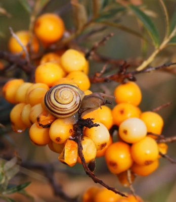 IMG_9424.Snail16.10.jpg
