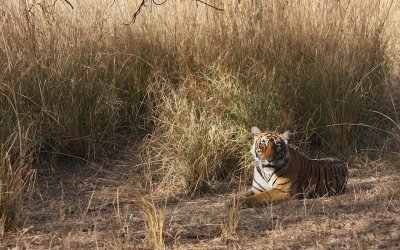 Ranthambhore - India