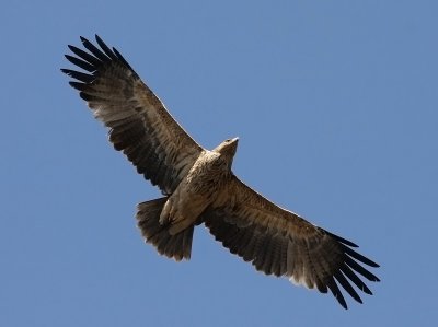 IMG_6455.-Eastern-Imperial-Eagle-19.2.-II.jpg
