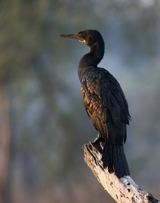 IMG_9835.14.2. Indian Cormorant - Phalacrocorax fuscicollis