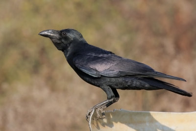 IMG_5382.Ranthambhore-11.2. Jungle Crow