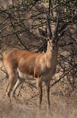 IMG_5423.Ranthambhore-11.2. Indian Gazelle