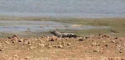 IMG_5945.Ranthambhore-11.2. Marsh Crocodile