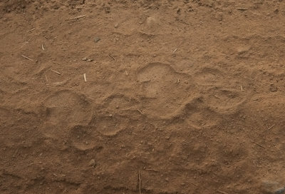 IMG_5386.-Ranthambhore-12.2. Tiger pug-marks