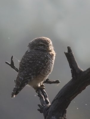 IMG_0505.-KNP-14.2. Spotted owlet