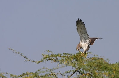 IMG_5740.-Ranthambhore-11.2 Short-toed Eagle