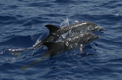 Atlantic Spotted Dolphin - Stenella frontalis