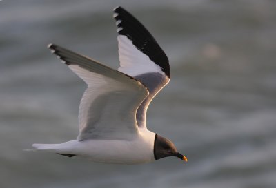 Sabine's Gull