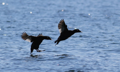 IMG_6683.13.10.CC.jpg