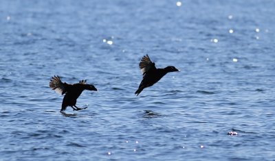 IMG_6684.13.10.CC.jpg