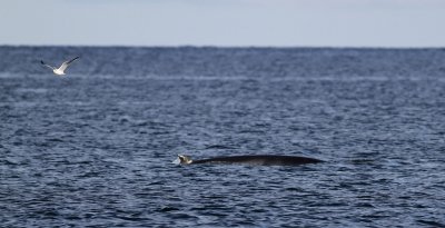 Northern Minke Whale - Balaenoptera acutorostrata