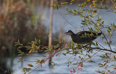 Common Gallinule (Gallinula galeata) ssp cachinnans