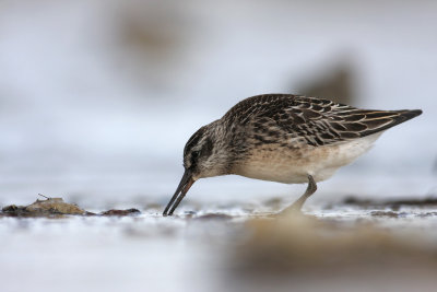 Broad-billed Sandpiper - Limicola falcinellus