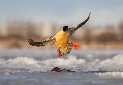 IMG_9648.2.januar.2011.jpg