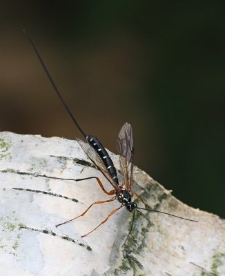 g1/33/747033/3/131606646.Z7gI2oYg.jpg