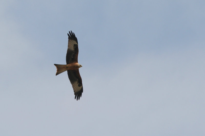 Red Kite, Milvus milvus (Rd glada)