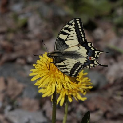 Swallowtail (Makaonfjril) Papilio machaon