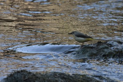 Grey Wagtail, Motacilla cinerea (Forsrla)