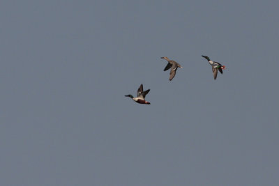 Shoveler, Anas clypeata (Skedand)