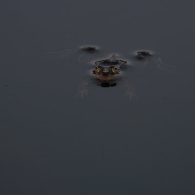 Pool Frog, Rana lessonae (Glgroda)