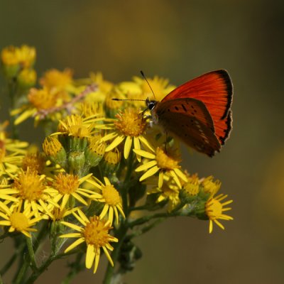 Scarce Copper, Lycaena virgaureae (Vitfläckig guldvinge)
