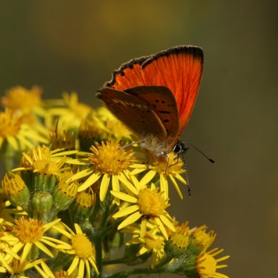 Scarce Copper, Lycaena virgaureae (Vitfläckig guldvinge)