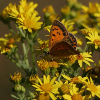 Scarce Copper, Lycaena virgaureae (Vitfläckig guldvinge)