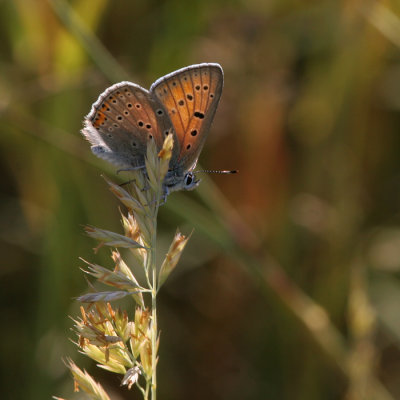 Purple-edged Copper, Lyacaena hippothoe (Violettkantad Guldvinge)