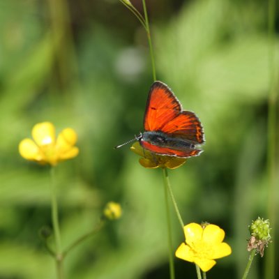Purple-edged Copper, Lyacaena hippothoe (Violettkantad Guldvinge)