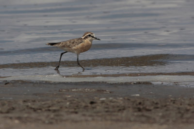 Kittlitz’s Plover, Charadrius pecuarius (Kittlitzstrandpipare)