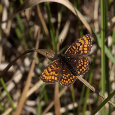 Heath Fritillary, Melitaea athalia (Skogsnätfjäril)