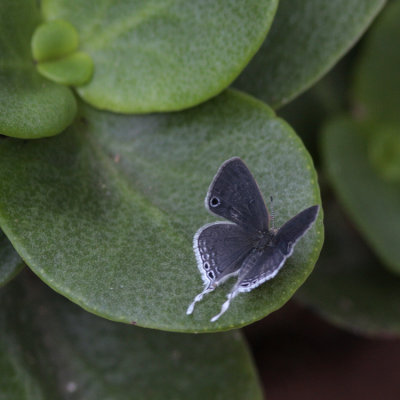 Tailed Black-eye, Leptomyrina hirundo