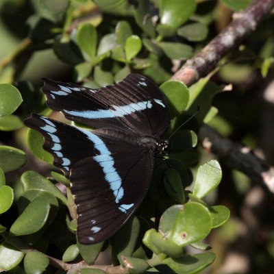 Green-banded Swallowtail, Papilio nireus