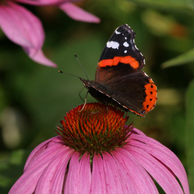 Red Admiral, Vanessa atalanta (Amiral)