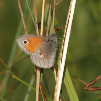 Small Heath, Coenonympha pamphilus (Kamgräsfjäril)
